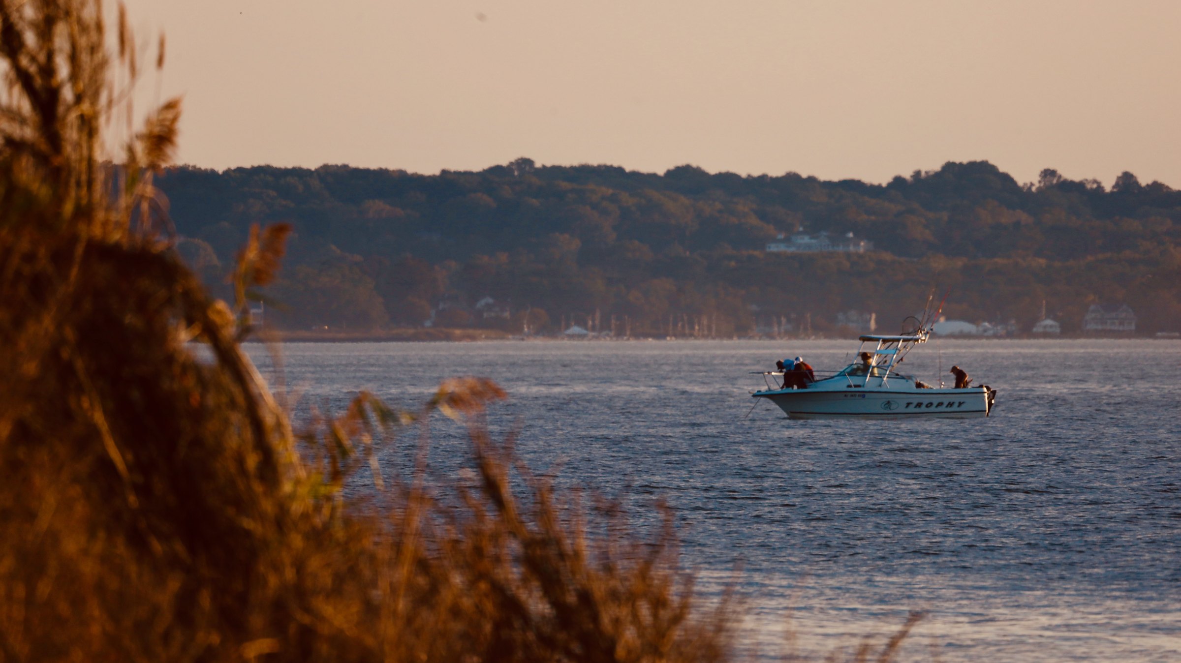 A small center-console boat on calm bay water below a wooded shoreline, framed through tall brush on a bluff in the foreground
