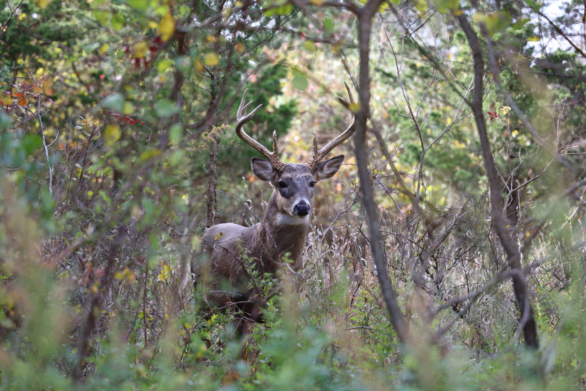 A white-tailed deer buck with antlers standing among dense green maritime brush and small trees, looking toward the camera