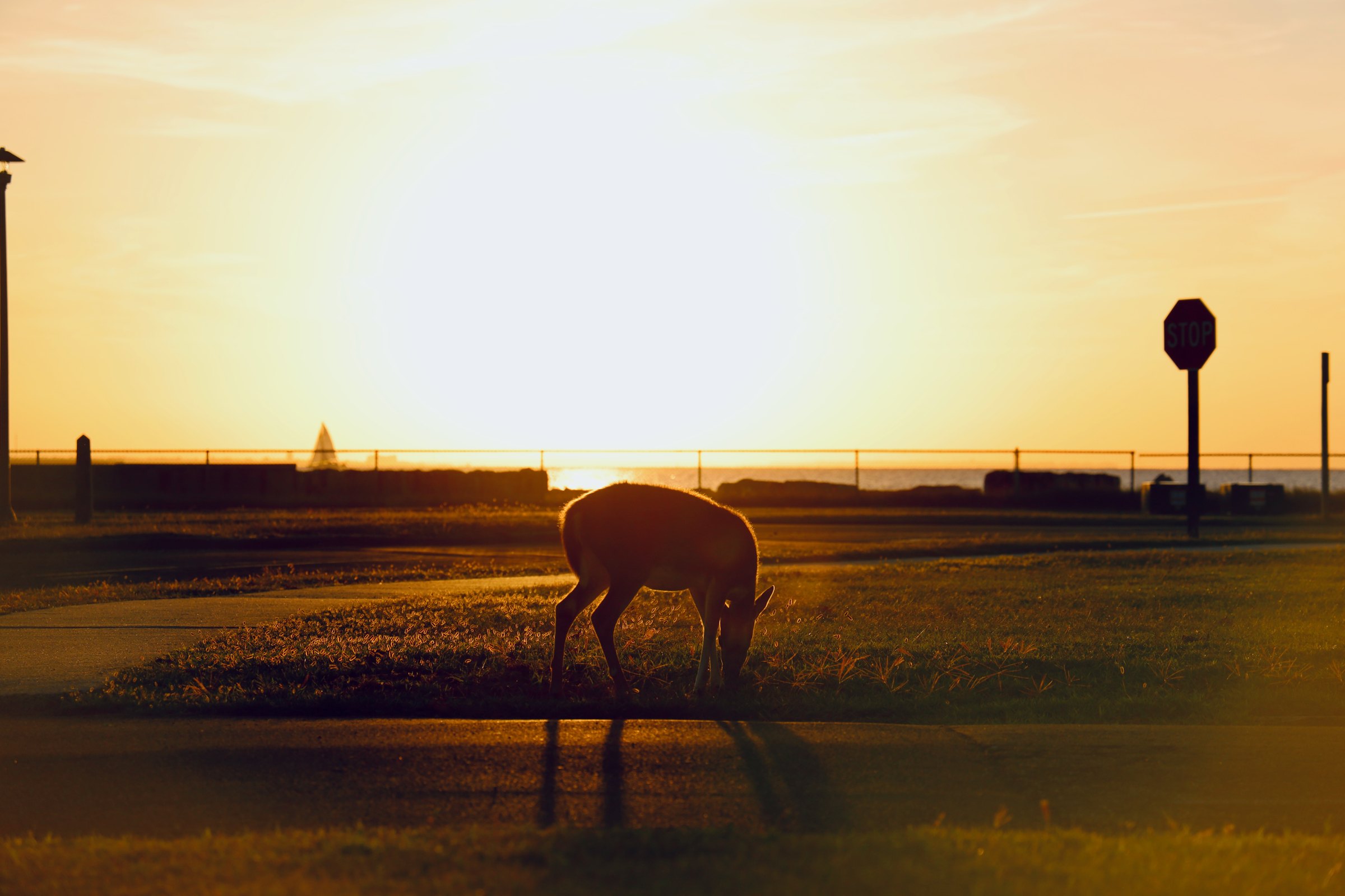 A deer grazing on open ground silhouetted against a low golden sun at dusk, a sign and shoreline behind