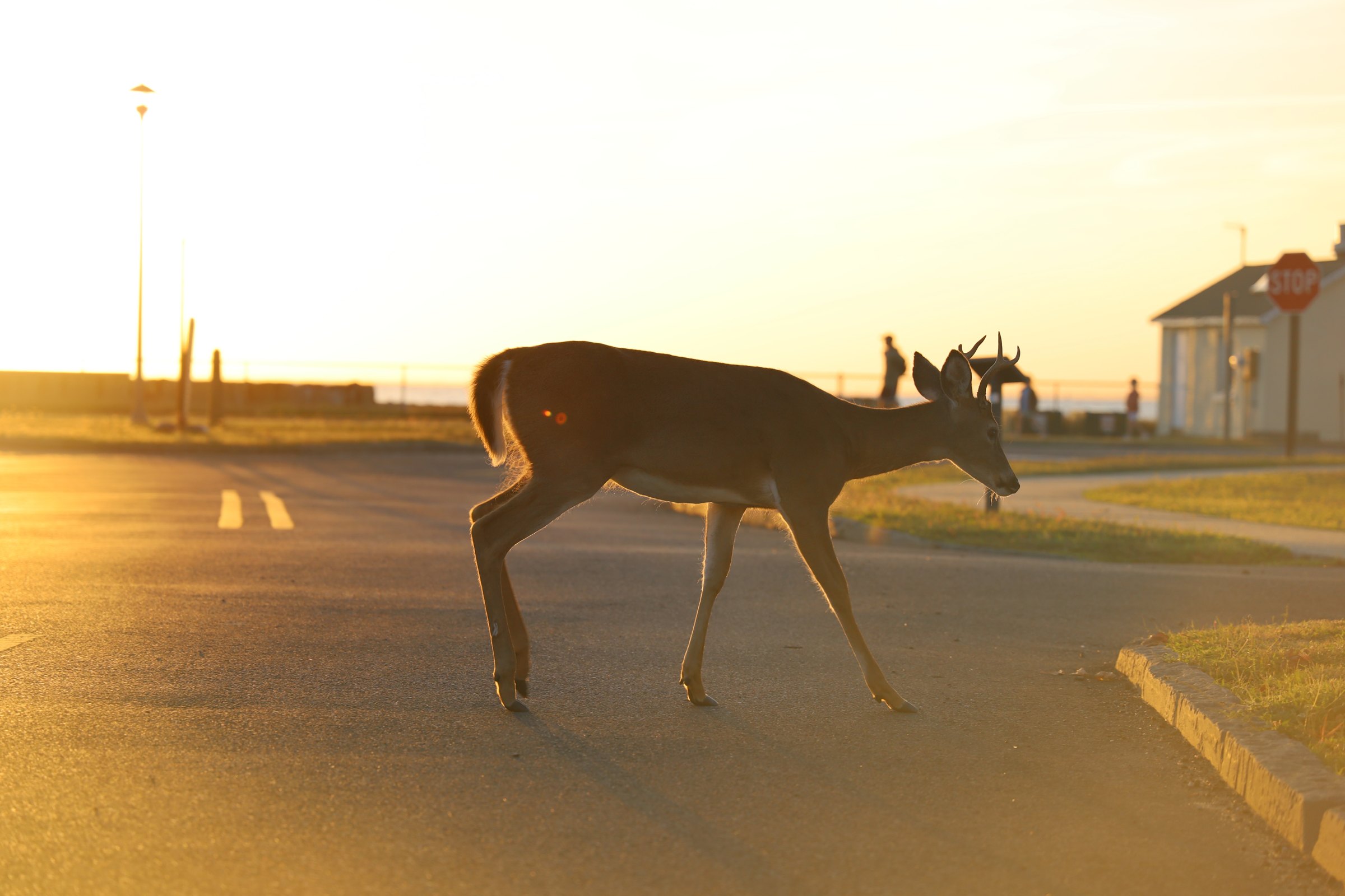 A deer crossing an empty two-lane road in warm low-angle golden light, a lamppost and a building in the background