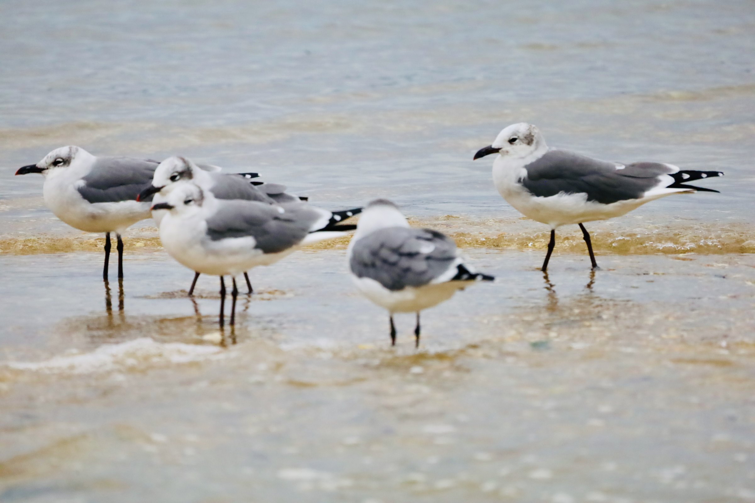 Four gulls standing in shallow water on a tidal flat, their reflections beneath them